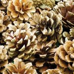 Natural Pine Cones - pack of 25