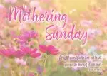 On Mothering Sunday - Postcard Pink (Pack of 24)