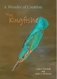 Wonder of a Kingfisher