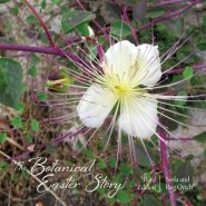 The Botanical Easter Story: Third Edition