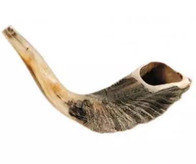 Shofar-Ram Horn (12"-13") (#1153)