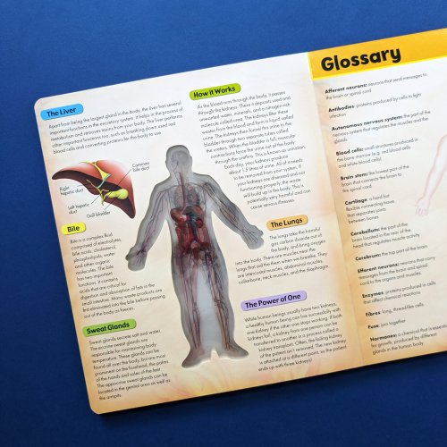 3D Discover the Human Body Book