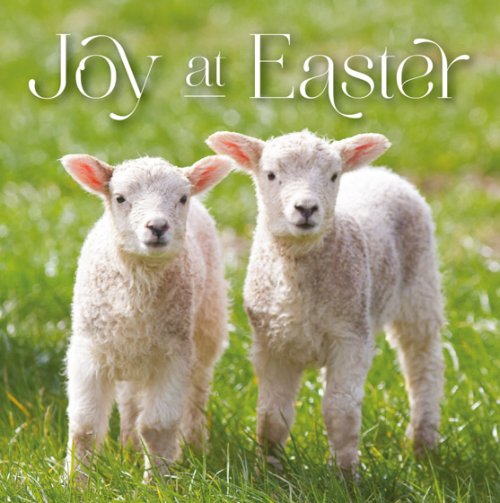 Easter Card - Lambs: Joy At Easter (Pack Of 5)