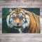 World of Discovery Large Jigsaw/Book Set - Amazing Animals