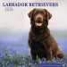 Labrador Retrievers Wall Calendar - No Scripture