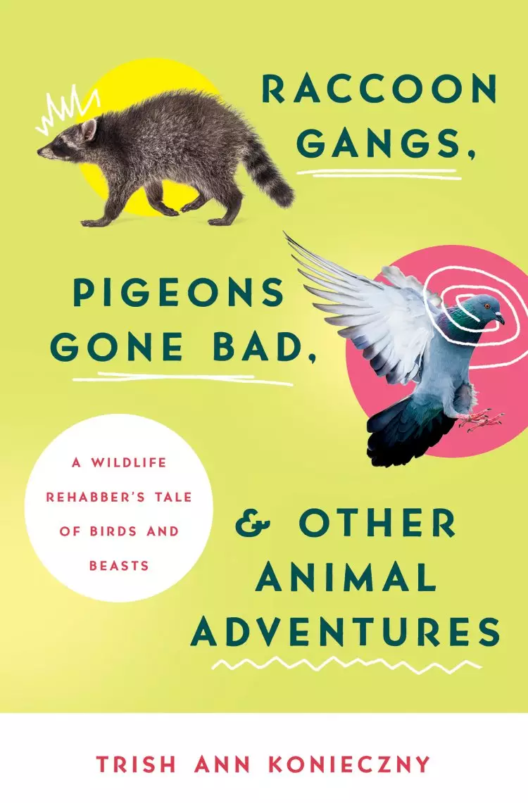 Raccoon Gangs, Pigeons Gone Bad, and Other Animal Adventures