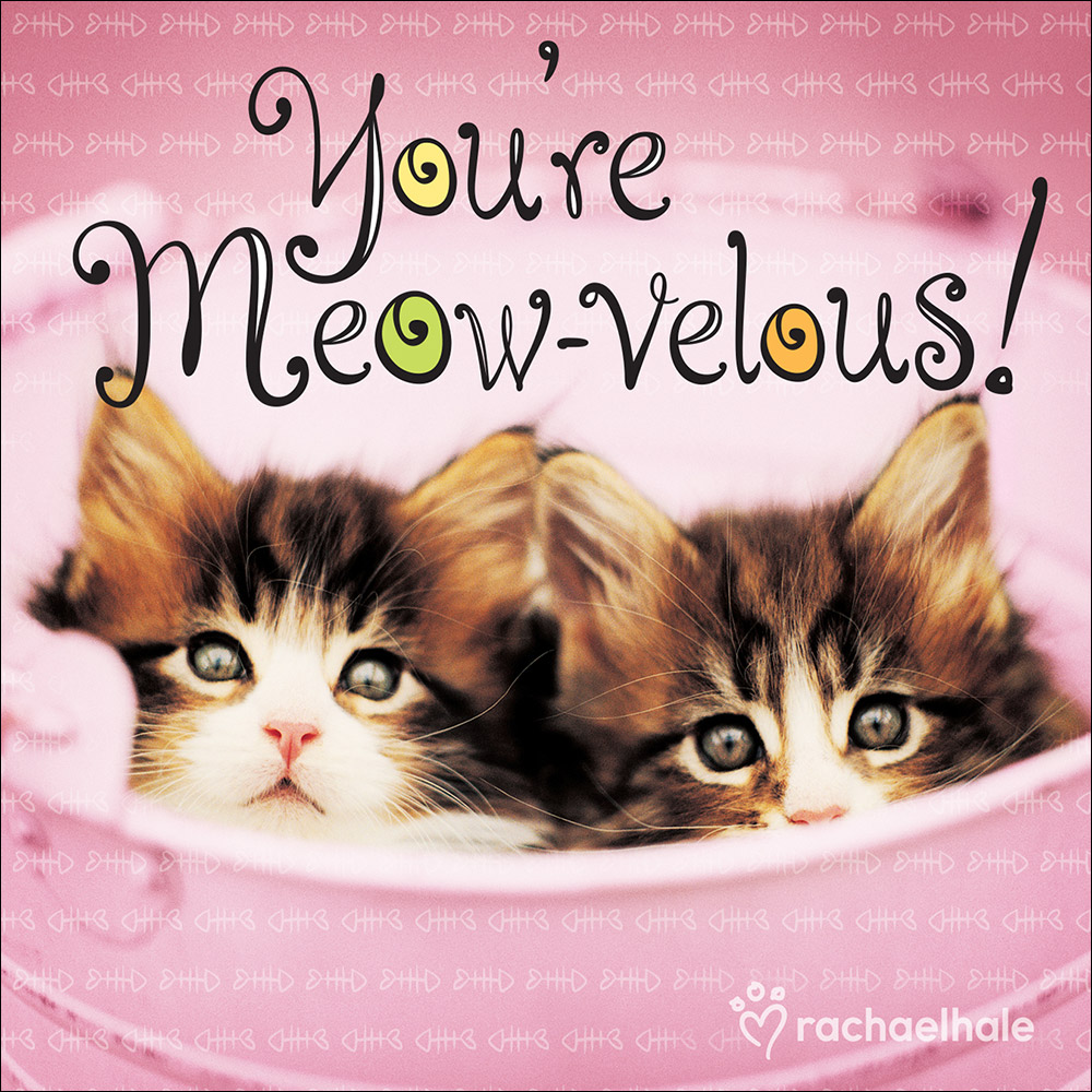 You're Meow-velous By Hale Rachael (Hardback) 9780736962667